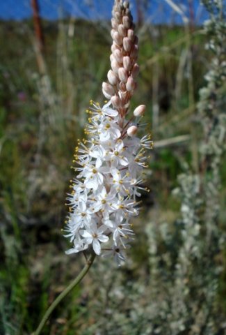 Bulbinella cauda-felis
