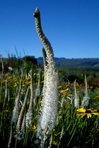 Bulbinella cauda-felis peak production