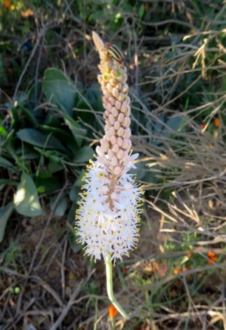 Bulbinella