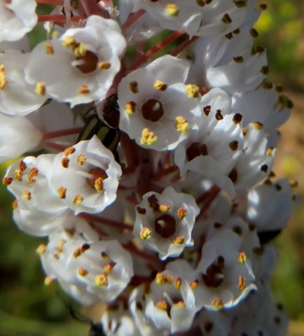 Bulbinella cauda-felis old flowers, brown ovaries
