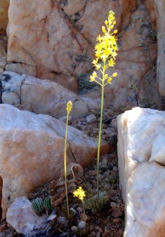Bulbinella divaginata