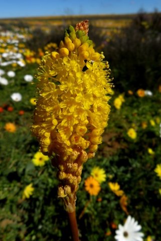 Bulbinella nutans inflorescence