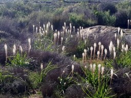 Bulbinella cauda-felis August flowering