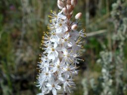 Bulbinella cauda-felis