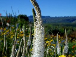 Bulbinella cauda-felis peak production