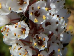 Bulbinella cauda-felis old flowers, brown ovaries