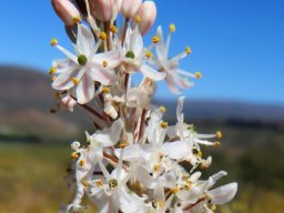 Bulbinella cauda-felis young flowers, green ovaries