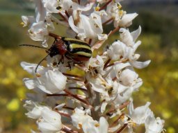 Bulbinella cauda-felis with Disonycha-type beetle