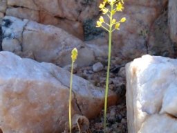 Bulbinella divaginata