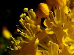 Bulbinella nutans flower