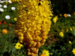 Bulbinella nutans inflorescence