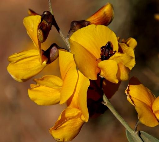 Calobota cytisoides floral colouring