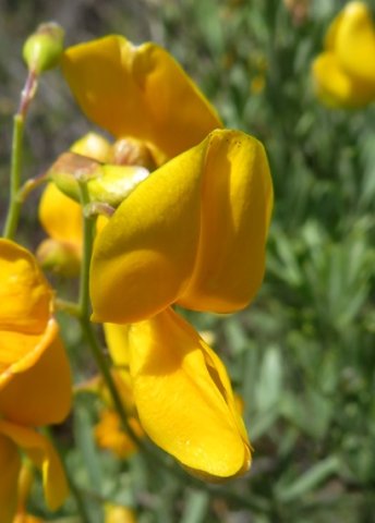 Calobota cytisoides flower