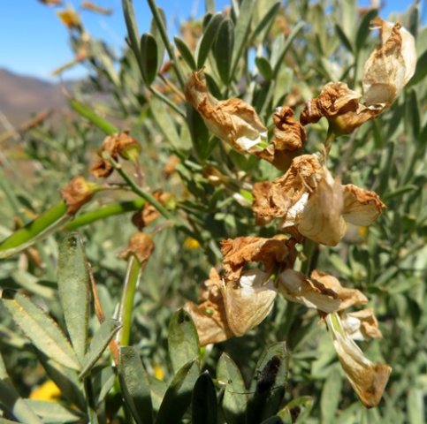 Calobota cytisoides floral departure, fruiting arrival