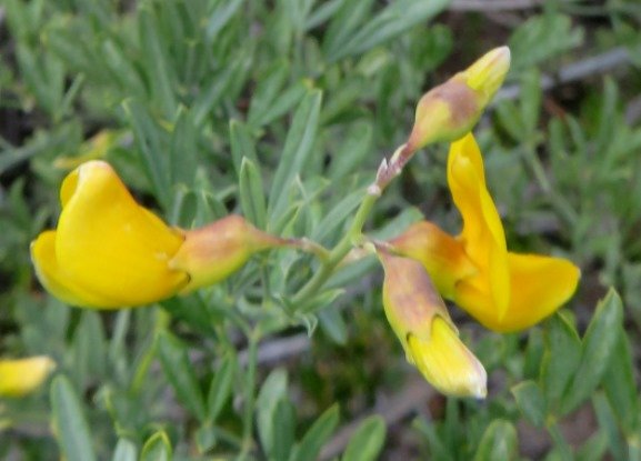 Calobota cytisoides bud progress