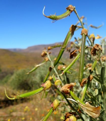 Calobota cytisoides pods getting ready
