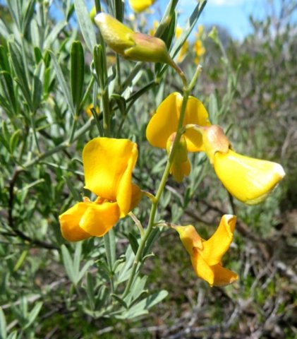 Calobota