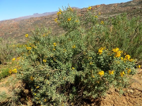 Calobota cytisoides shrub