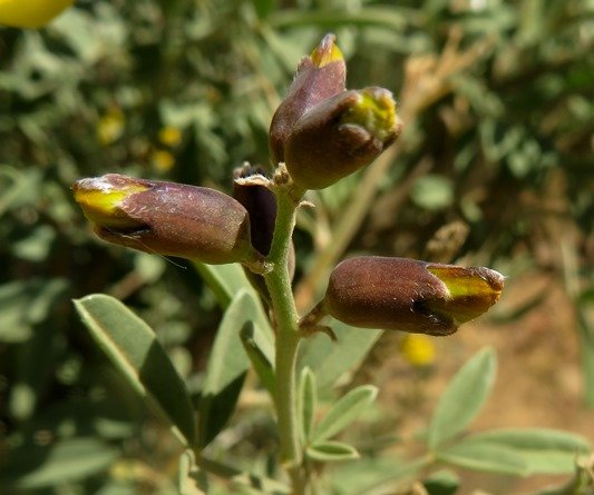 Calobota cytisoides buds
