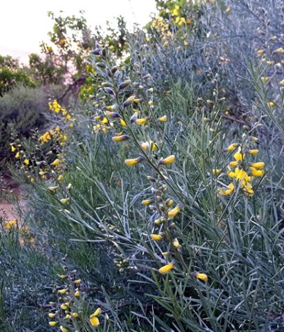 Calobota sericea, the jakkalsstertganna
