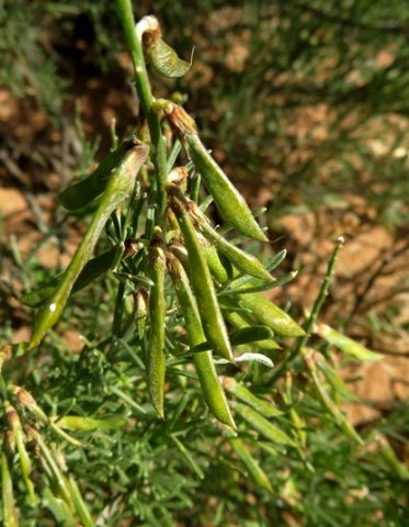 Calobota sericea green pods