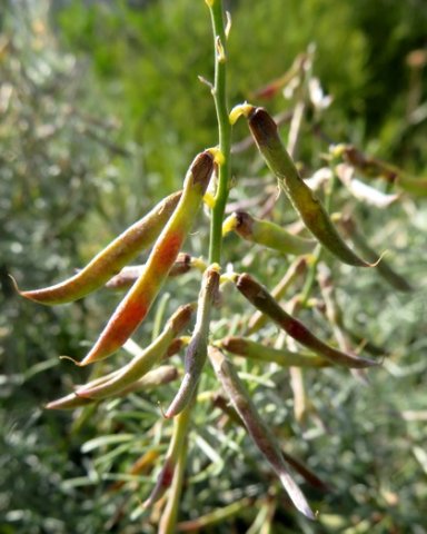 Calobota sericea ripening pods