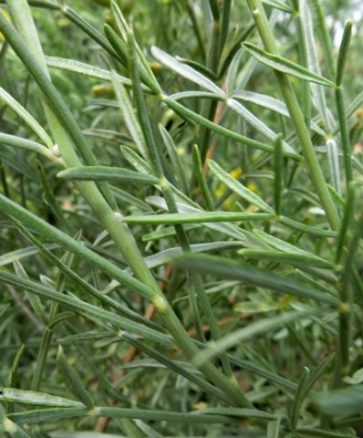 Calobota sericea leaves
