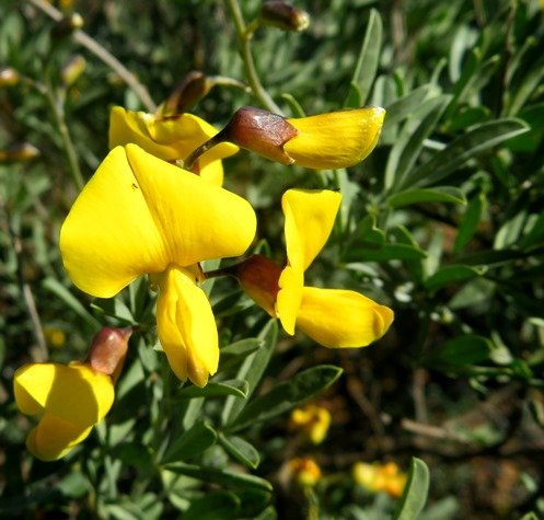 Calobota cytisoides