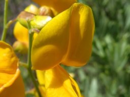 Calobota cytisoides flower