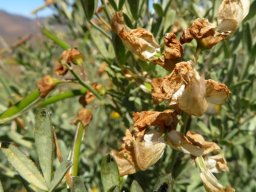 Calobota cytisoides floral departure, fruiting arrival