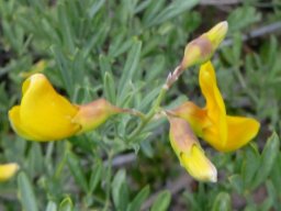 Calobota cytisoides bud progress