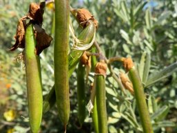 Calobota cytisoides green fruit