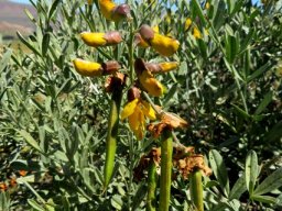 Calobota cytisoides flowers and fruits