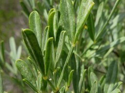 Calobota cytisoides leaves in conference