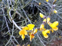 Calobota sericea flowers