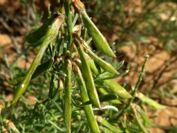 Calobota sericea green pods