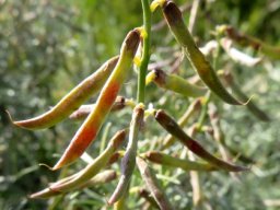 Calobota sericea ripening pods