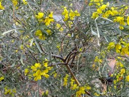 Calobota sericea flowering yellow