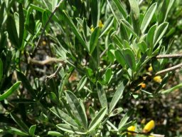 Calobota cytisoides leaves