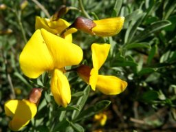 Calobota cytisoides