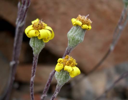 Caputia scaposa var. scaposa flowerheads