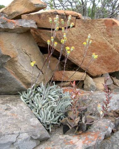 Caputia scaposa var. scaposa inflorescence