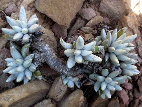 Caputia scaposa var. scaposa old stem