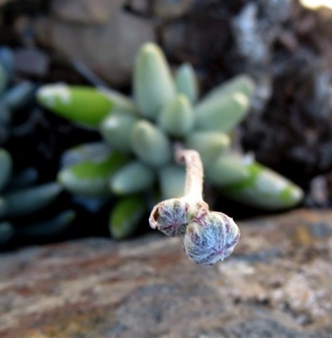 Caputia scaposa var. scaposa buds