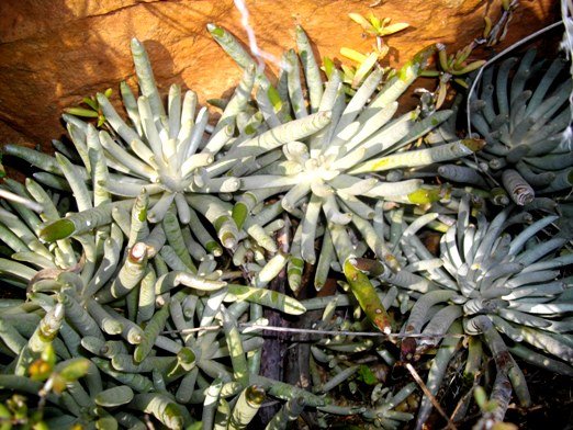 Caputia pyramidata