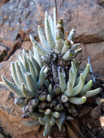 Caputia scaposa var. scaposa