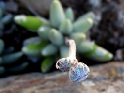 Caputia scaposa var. scaposa buds