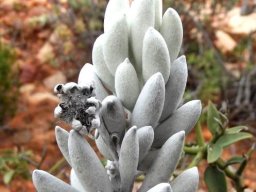 Caputia tomentosa white and woolly
