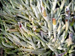 Caputia pyramidata leaves
