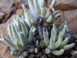 Caputia scaposa var. scaposa